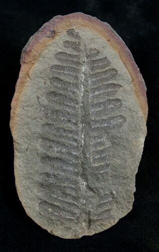 Fern Fossil From Mazon Creek - Million Years Old #2157